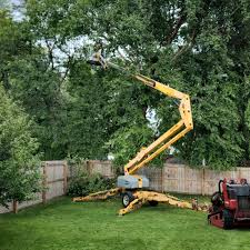 Best Tree Trimming and Pruning  in Bedford, IN